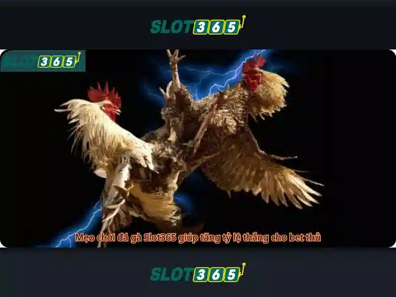 Slot365 - Nền tảng giải trí và cược trực tuyến hàng đầu