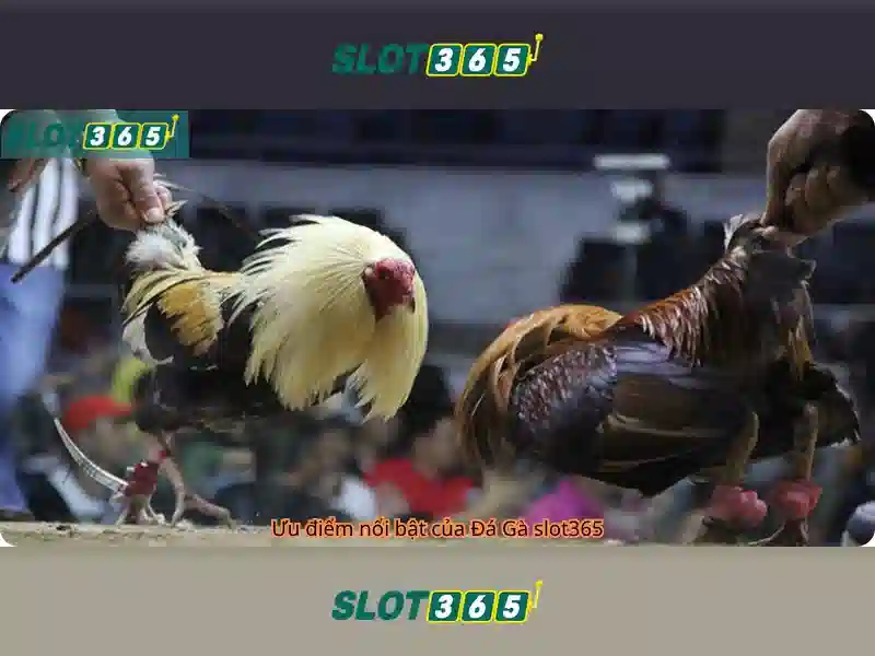 Slot365 - Đánh giá tổng quan về sòng bạc trực tuyến