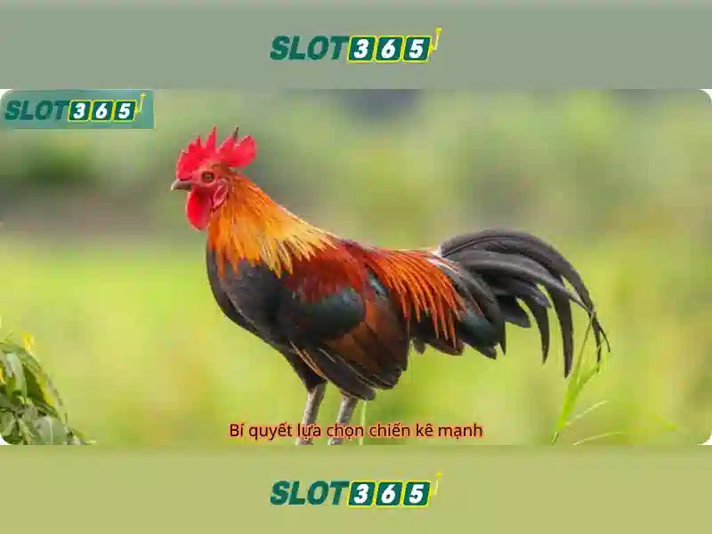 Slot365 - Đánh giá tổng quan và tính năng