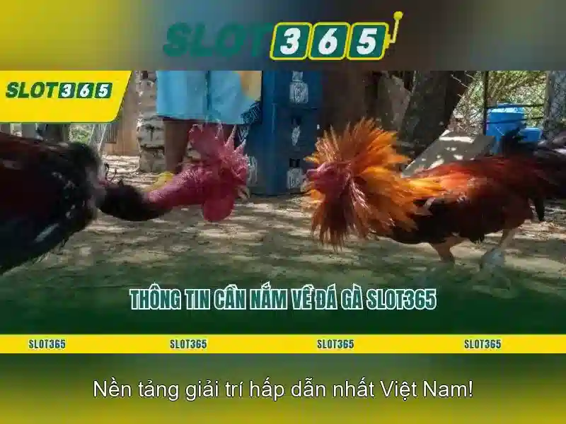 Slot365 - Đánh giá nền tảng máy đánh bạc trực tuyến